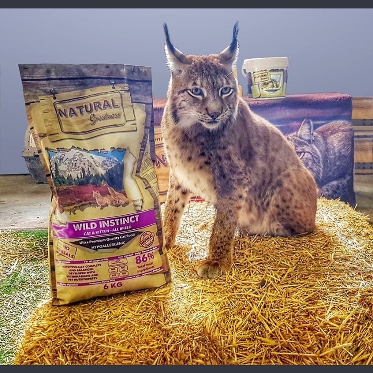 Natural greatness kitten on sale